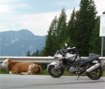 Kuh und Saurier