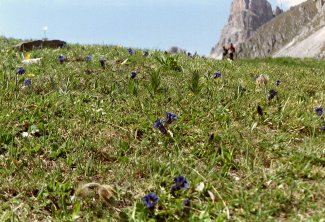 Vorsicht! Nicht auf die Blumen treten!