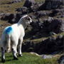 Irland im Frhjahr