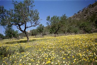 Komposition von Wildblumen