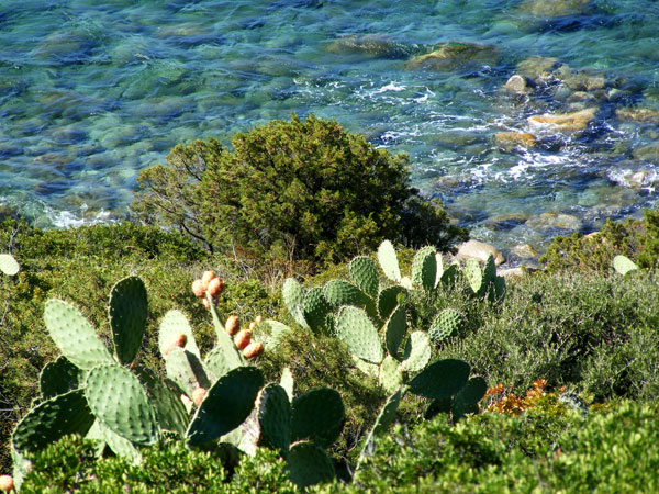 klares wasser - stachelige Botschaften