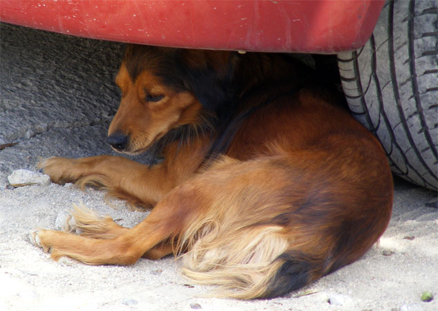 schattige Pl�tze sind rar