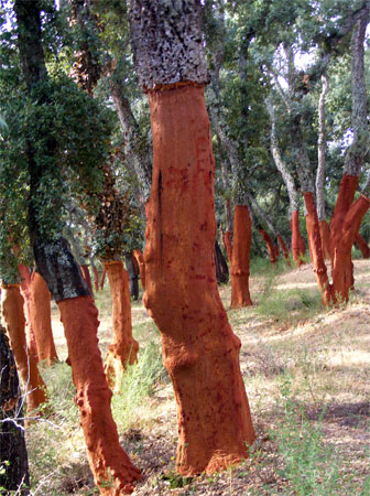 numerierte Korkeichen