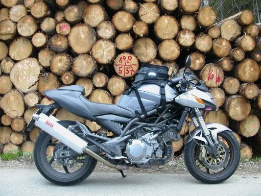 Saurier vor Holzwand